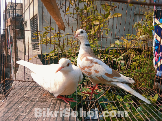 Australian dove